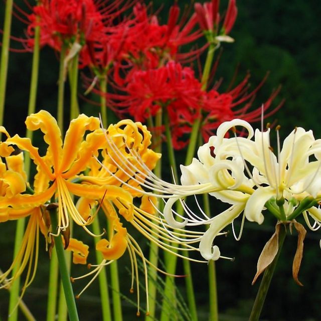 Spider Lily Seeds, 100pcs/pack