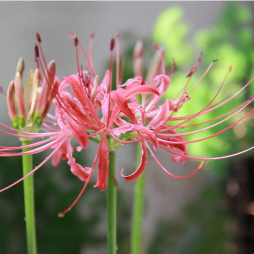 Spider Lily Seeds, 100pcs/pack