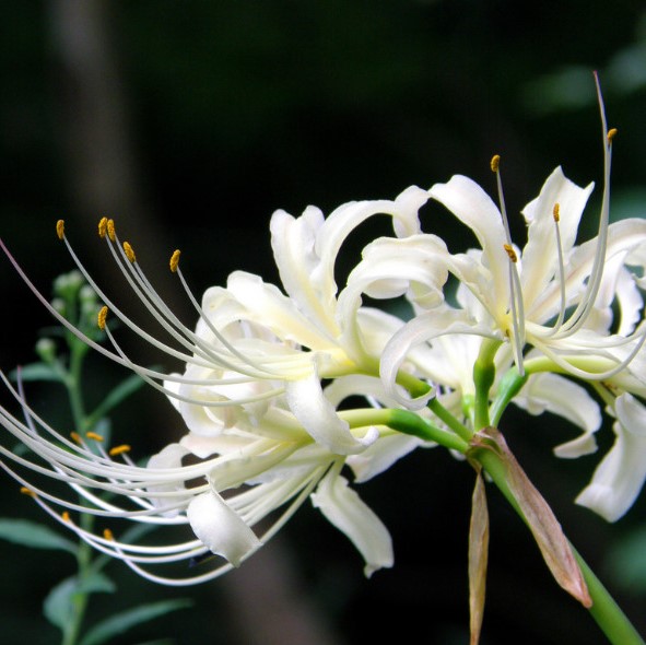 spring-spider-lily-seed-pods-project-noah