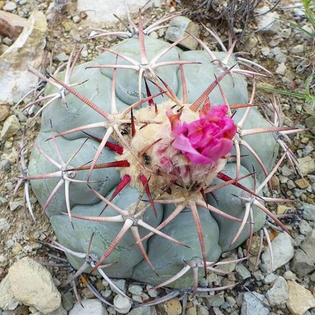 Rare Cactus seeds, Echinocactus texensis Hopffer rare succulent seeds, bonsai flower seeds, indoor plant – 10 pcs/pack