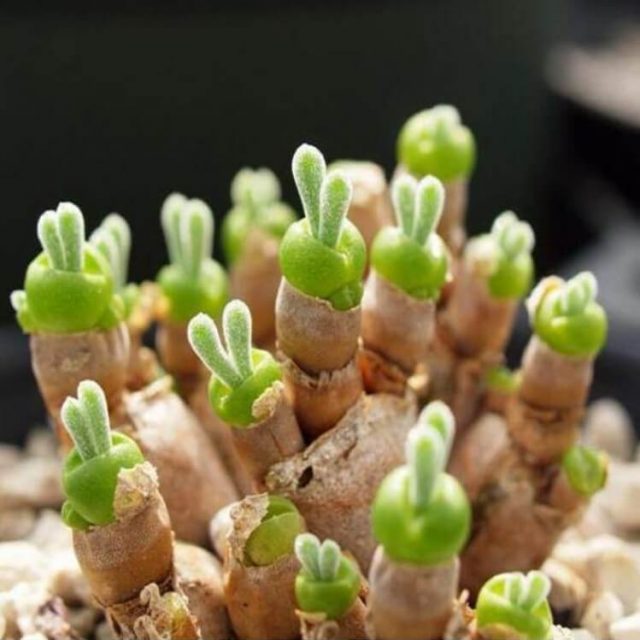 Cute Monilaria Obconica Bunny Seeds, Succulents Seeds, 100pcs/pack