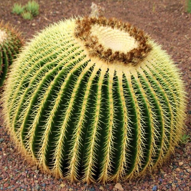 Cactus seeds, echinocactus grusonii rare succulent seeds, bonsai flower seeds, indoor plant – 100 pcs/pack