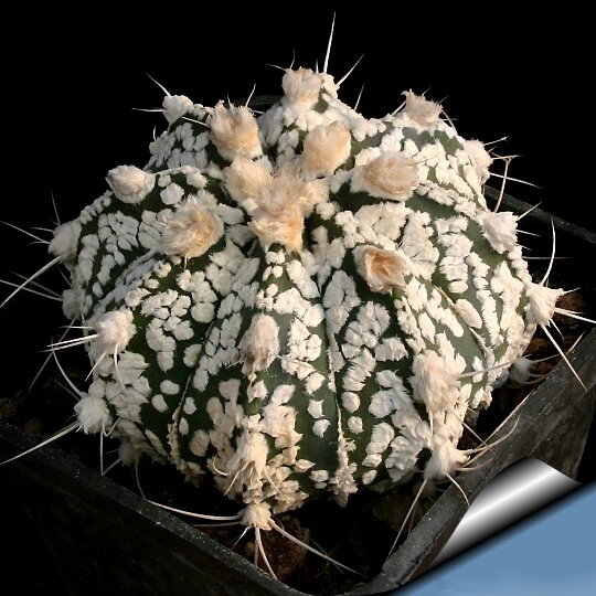Rare Cactus Seeds, Astrophytum Ornatum Seeds, 200 pcs/pack