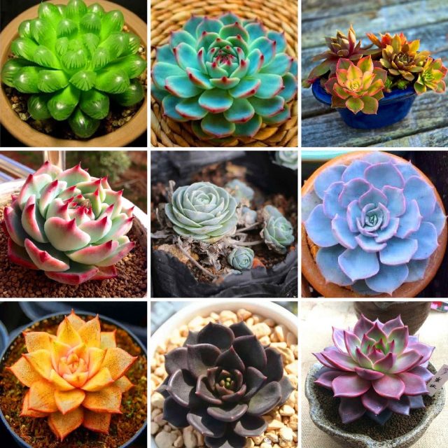 100pcs Mixed Color Succulent Seeds Mini Bonsai Lithops Flower Seeds for Home Garden Plants Supplies Easy to grow Best packaging