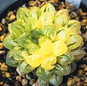 Mix Lithops Seeds, Succulent Flower Pot Seeds,Pseudotruncatella Living Stone Seeds, 200pcs/bag