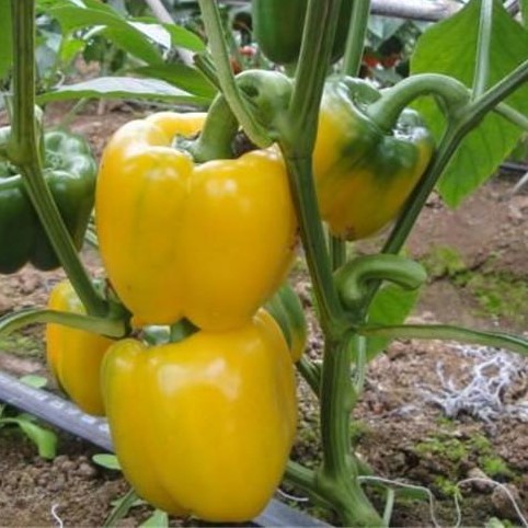 Nice Yellow Bell Pepper Seed, 100pcs/pack