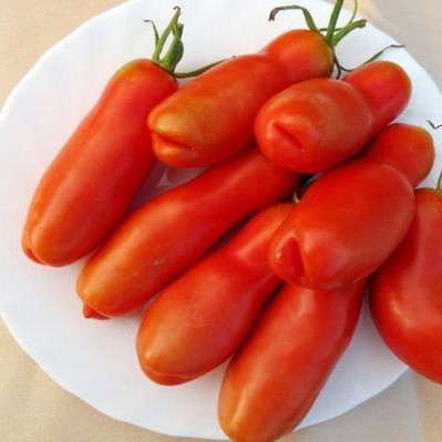 Rare Tomato Seeds Zabava, 100pcs/pack