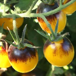 Very Rare Bumble Bee Tomato Seeds, 200pcs/pack