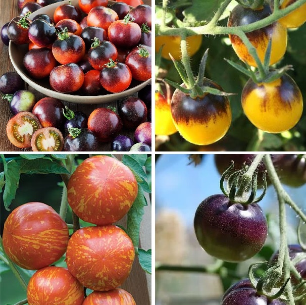 Cherry Tomato Seeds, Multi-Varieties, 200pcs/pack