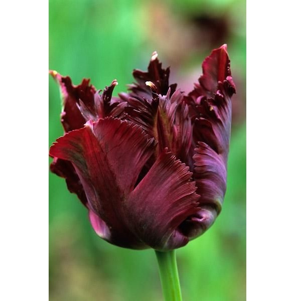 24 Varieties Tulip Seed, 100pcs/pack