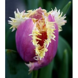 Perfume Tulip Seeds, 100pcs/pack