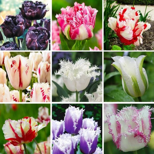 24 Varieties Tulip Seed, 100pcs/pack