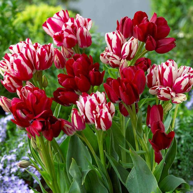 1pcs Turkey Didier’s Tulip Bulbs
