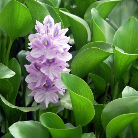 50 Particle / bag Best Germinate Lotus Seeds New Live Water Hyacinth Floating Pond Aquarium Seeds Lotus Fissidens Fontanus