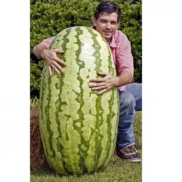 30/bag giant Watermelon Seeds ,Sweet Taste fruit and Vegetables seeds very giant delicious free shipping
