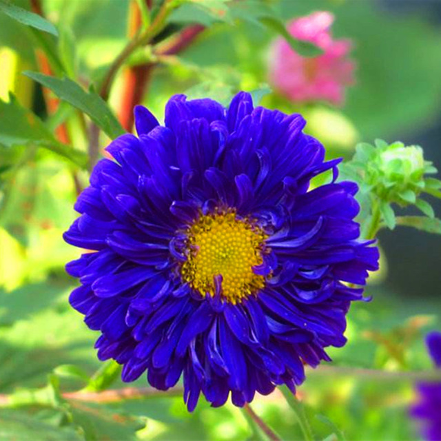 Blue Aster Flower Seed, 100pcs/pack
