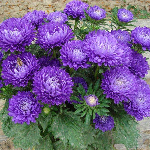 Colorful Aster Flower Seeds, 100pcs/pack