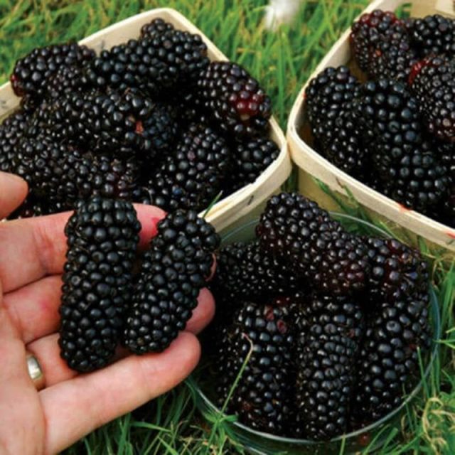 Giant Blackberry Seeds, 200pcs/pack