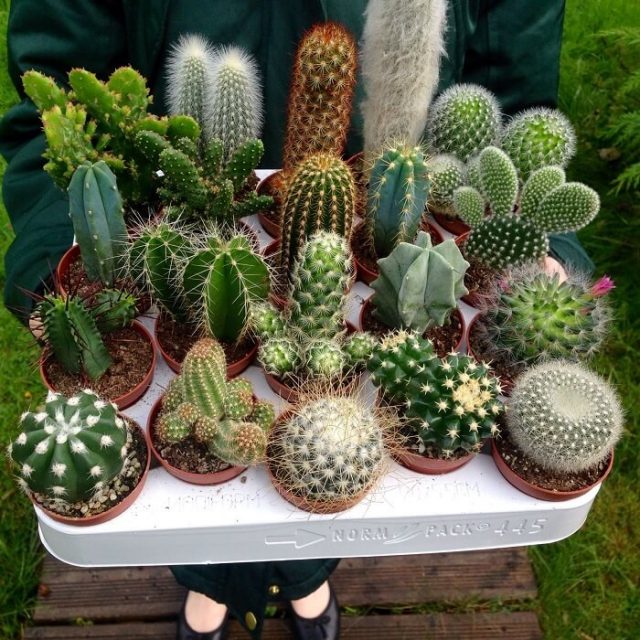 200pcs mixed cactus seeds Real Prickly pear succulent plant seeds Lithops bonsai planting for DIY home garden supplies potted