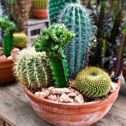 200pcs mixed cactus seeds Real Prickly pear succulent plant seeds Lithops bonsai planting for DIY home garden supplies potted