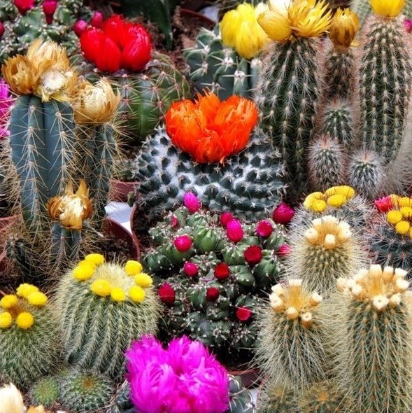 100pcs/bag Mixed Rainbow Cactus Seeds Colorful Succulents Bonsai Flower Seeds Perennial Plants for Home Garden Best packaging