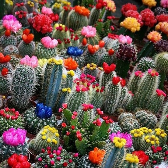 100pcs/bag Mixed Rainbow Cactus Seeds Colorful Succulents Bonsai Flower Seeds Perennial Plants for Home Garden Best packaging