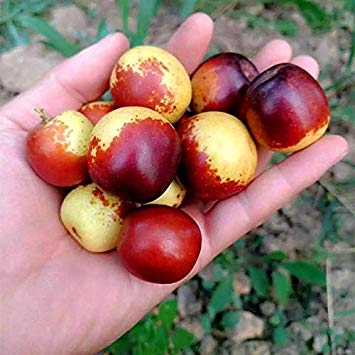Camu Camu Seeds,  Myrciaria Dubia Seeds, Fruit Seeds, 10pcs/pack