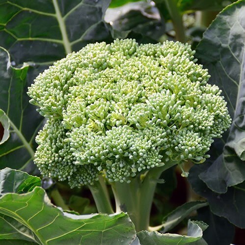 Broccoli Seeds, Cauliflower Vegetable Seeds, 100pcs/pack