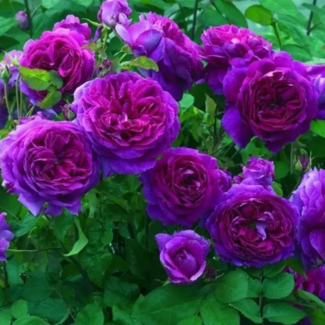 Mixed Climbing Rose Seeds, Colorful Rose Flower Seeds, 100pcs/pack
