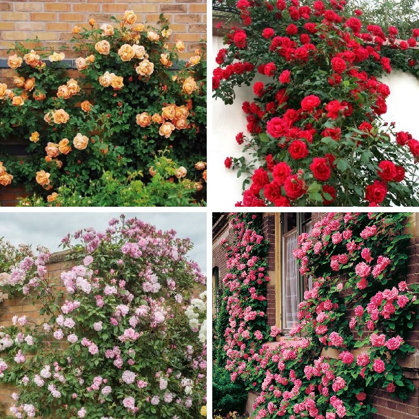 Multi-Color Climbing Rose Seeds, 100pcs/pack