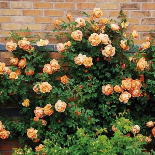 Mixed Climbing Rose Seeds, Colorful Rose Flower Seeds, 100pcs/pack