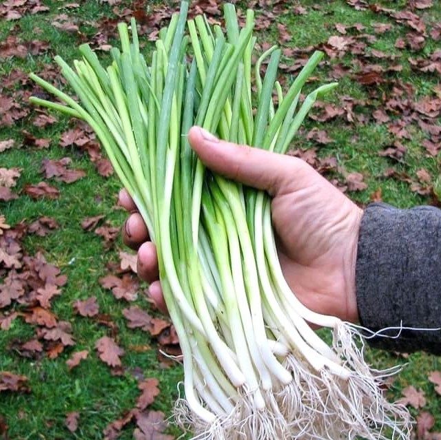 Green Onion Seeds, Vegetable Seeds, 100pcs/pack