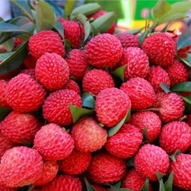 Litchi Seeds, Giant Lychee Seeds, 10pcs/pack