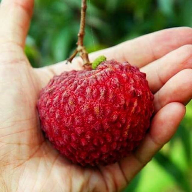Giant Litchi Seeds, Fruit Seed, 10pcs/pack