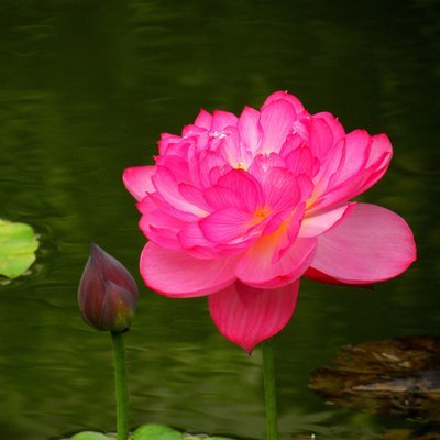 10pcs/bag lotus flower lotus seeds Aquatic plants bowl lotus water lily seeds Perennial Plant for home garden.