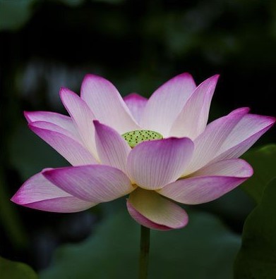 10pcs/bag lotus flower lotus seeds Aquatic plants bowl lotus water lily seeds Perennial Plant for home garden