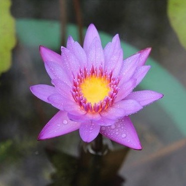 10pcs/bag lotus flower lotus seeds Aquatic plants bowl lotus water lily seeds Perennial Plant for home garden.