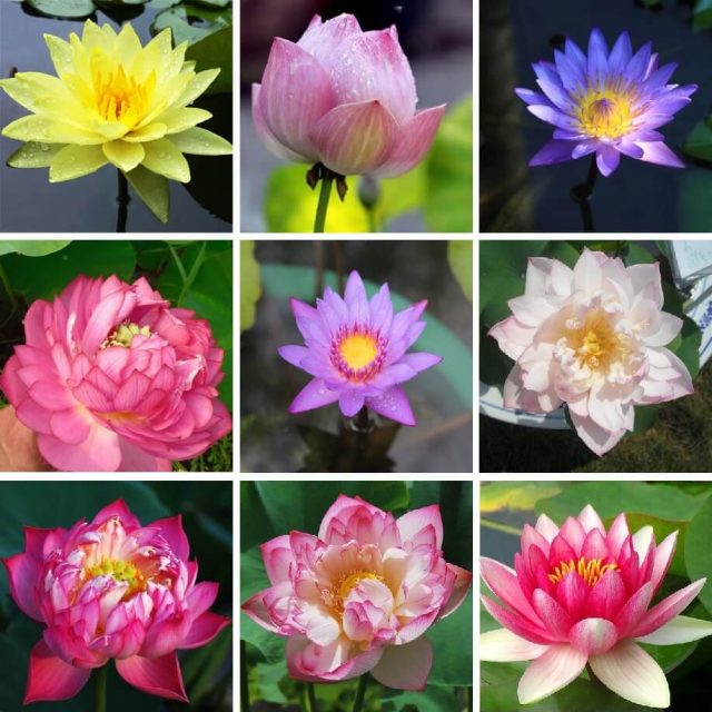 Multi-Varieties Lotus Seeds, Water Lily Seeds, 10pcs/pack