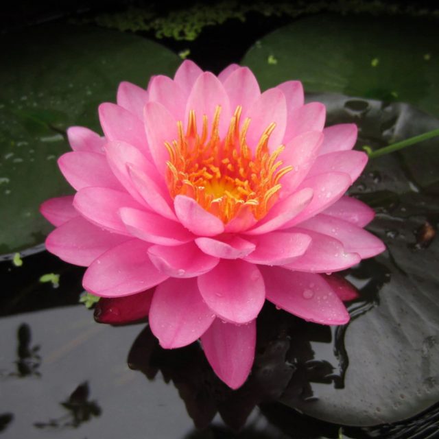 10pcs/bag lotus flower lotus seeds Aquatic plants bowl lotus water lily seeds Perennial Plant for home garden