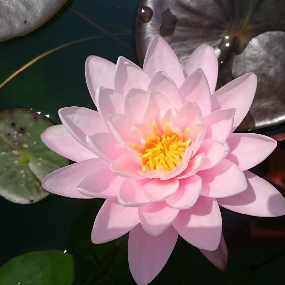Rare Water Lily Flower Seeds, Lotus Seeds, 10pcs/pack