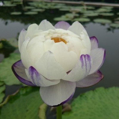 Rare Water Lily Flower Seeds, Lotus Seeds, 10pcs/pack