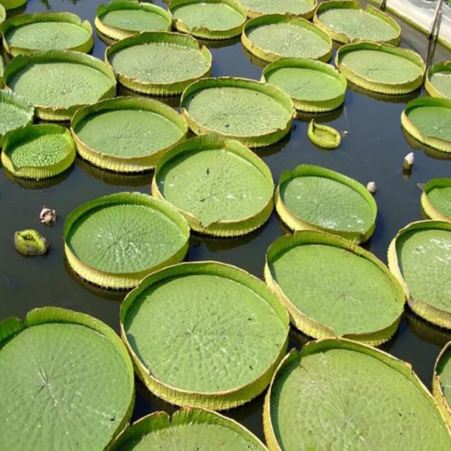Victoria lotus leaf seeds Giant waterLily flower seeds Real aquatic plants for spring home pond supplies Best packaging 10pcs