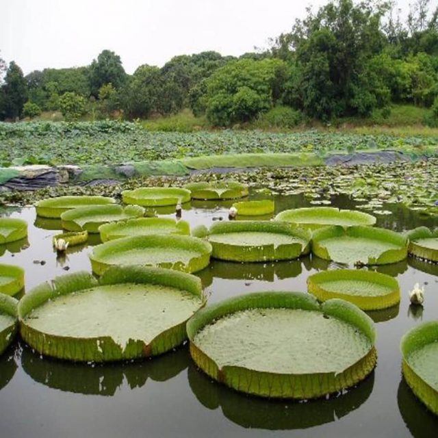 Victoria lotus leaf seeds Giant waterLily flower seeds Real aquatic plants for spring home pond supplies Best packaging 10pcs