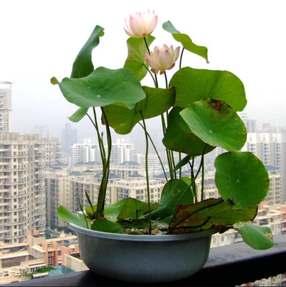 Beautiful Lotus Seeds, Water Lily 10/bag