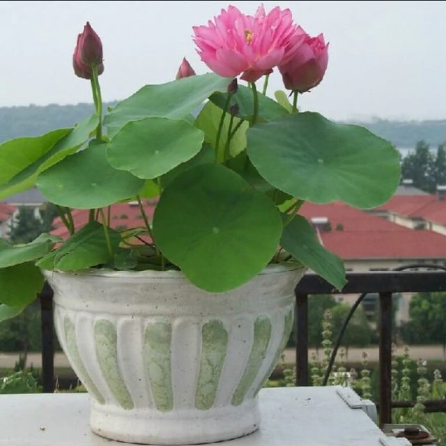 Beautiful Lotus Seeds, Water Lily 10/bag