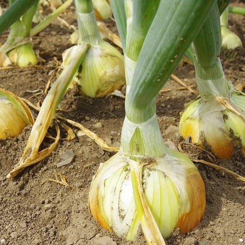 Giant Onion Seeds, Organic Vegetables Seeds, 100pcs/pack