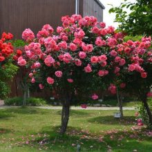 100pcs/bag rose tree,rose seeds,bonsai tree flower seeds,rose tree ...