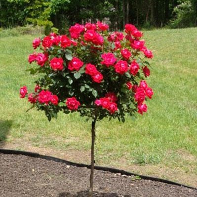 100pcs/bag rose tree,rose seeds,bonsai tree flower seeds,rose tree plant Balcony & Yard potted for home garden
