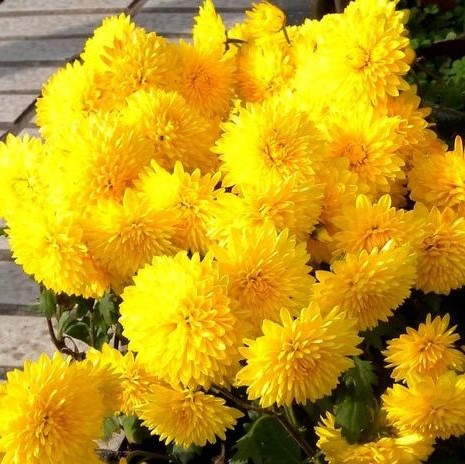 Yellow Marigold Seeds, Chrysanthemum Seeds, 100pcs/pack