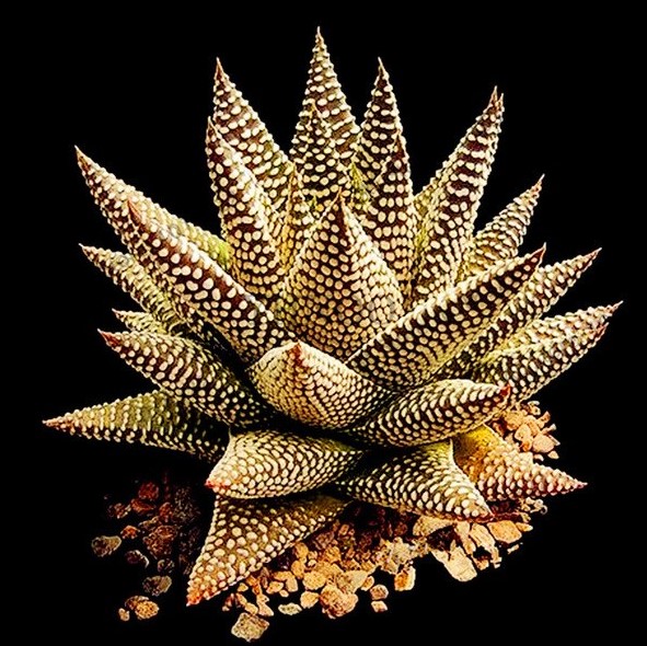 100pcs/bag Aloe vera seeds,Vegetables and fruit seeds  edible beauty Edible cosmetic Bonsai plants Seeds for home & garden